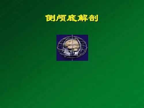 颞骨解剖