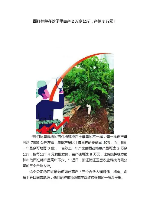 西红柿种在沙子里亩产2万多公斤，产值8万元！