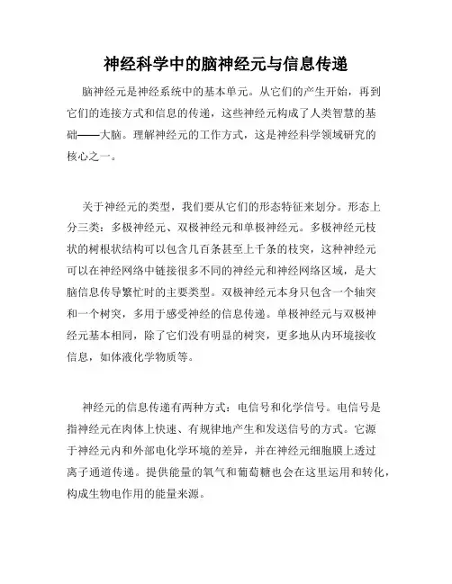 神经科学中的脑神经元与信息传递