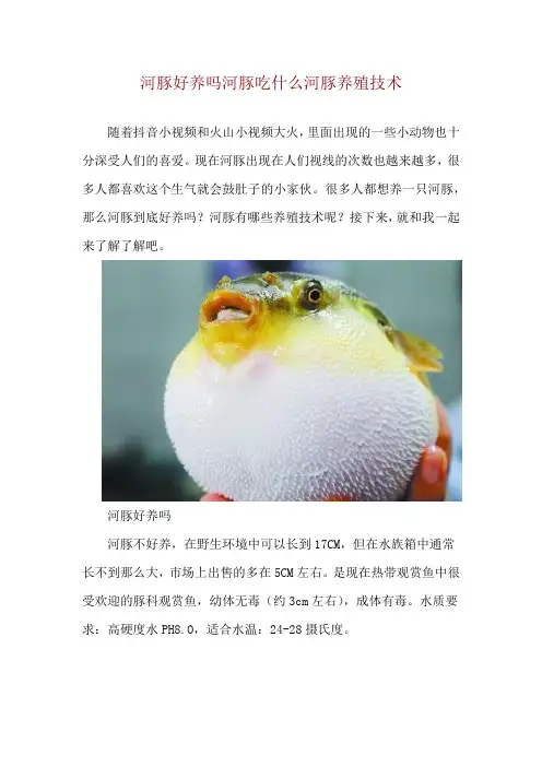 河豚好养吗 河豚吃什么 河豚养殖技术