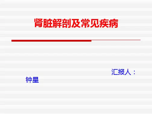 学习_肾脏解剖