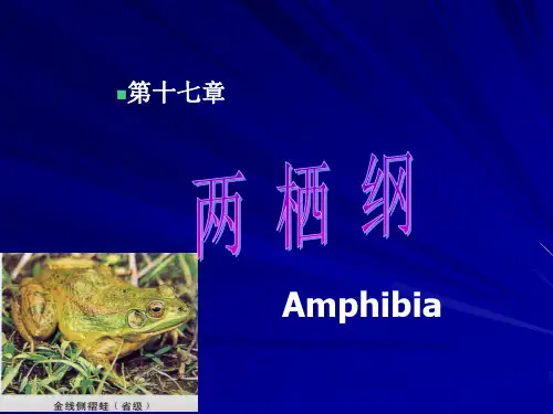 第17章 两栖纲