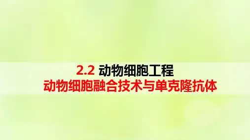2024春高中生物第2章2.2动物细胞融合技术与单克鹿体课件新人教版选择性必修3