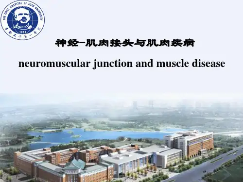 神经肌肉接头与肌肉疾病-精品医学课件