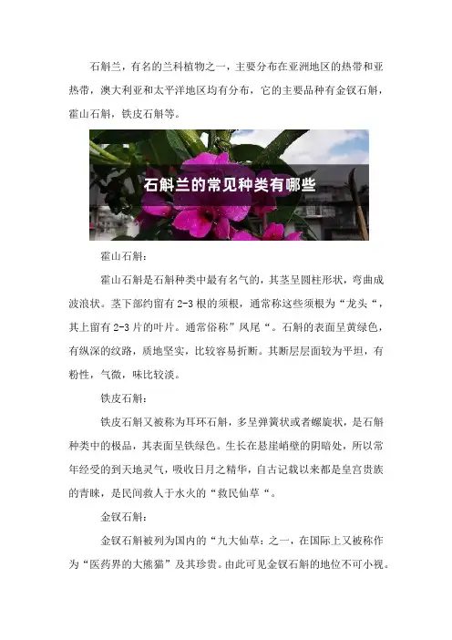 石斛兰的常见种类有哪些