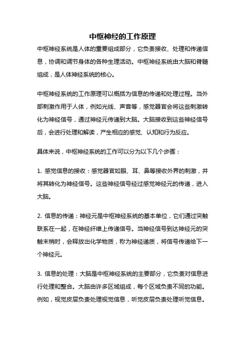 中枢神经的工作原理