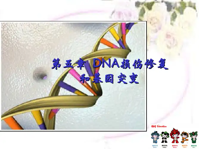 第五章 DNA损伤修复和基因突变基因突变