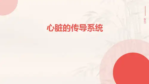 心脏的传导系统