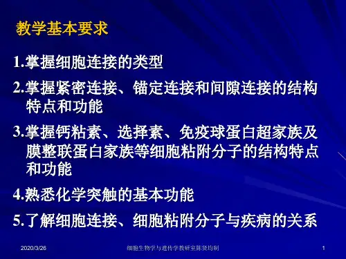 第10章细胞连接与细胞粘连38页PPT