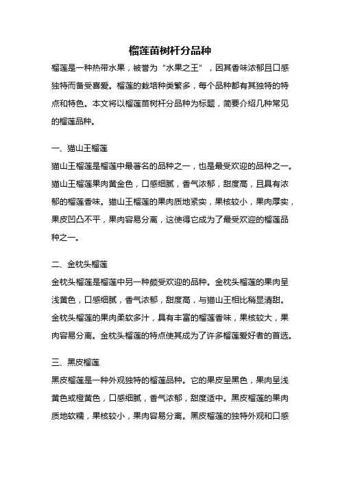榴莲苗树杆分品种