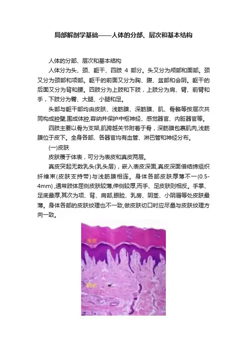 局部解剖学基础——人体的分部、层次和基本结构