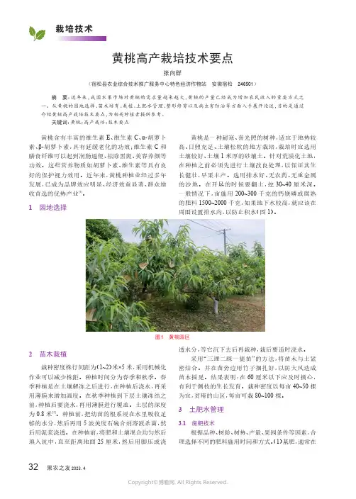 黄桃高产栽培技术要点