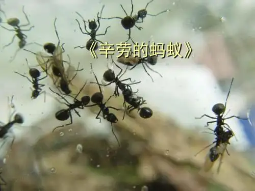 北师大初中语文八上PPT全册课件 (14)