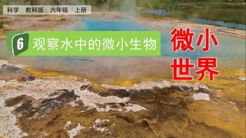 《观察水中的微小生物》PPT精品课件