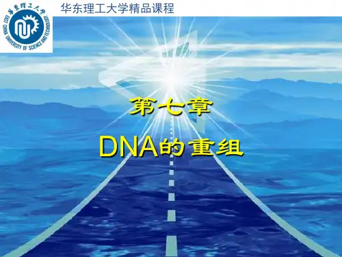 DNA的重组