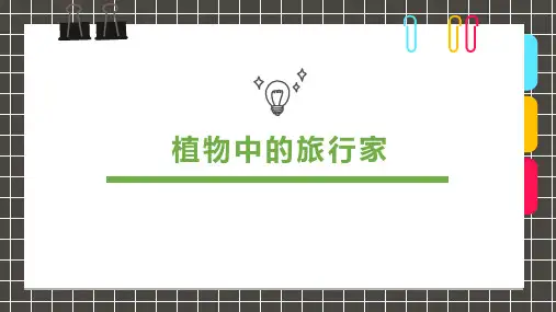 6-8岁《植物中的旅行家》 —美术课件