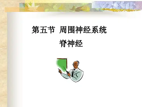 脊神经