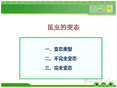 昆虫的变态PPT