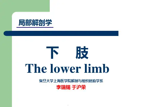 下肢局部解剖ppt课件