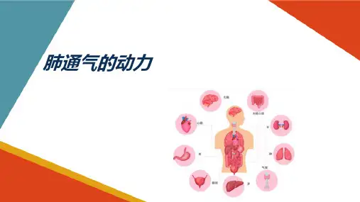 呼吸系统 呼吸过程 肺通气的动力 生理学课件