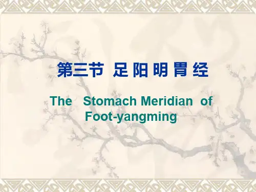 经络腧穴各论胃ppt课件