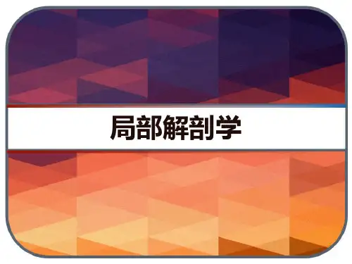 局部解剖学 PPT