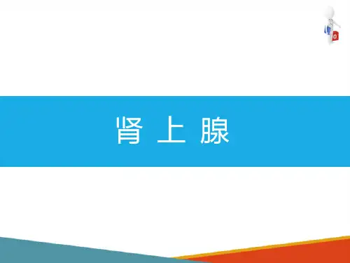 内分泌系统—肾上腺(系统解剖与组织胚胎学课件)