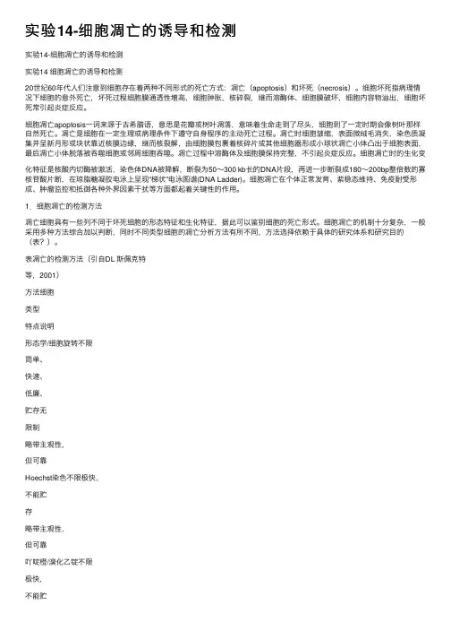 实验14-细胞凋亡的诱导和检测