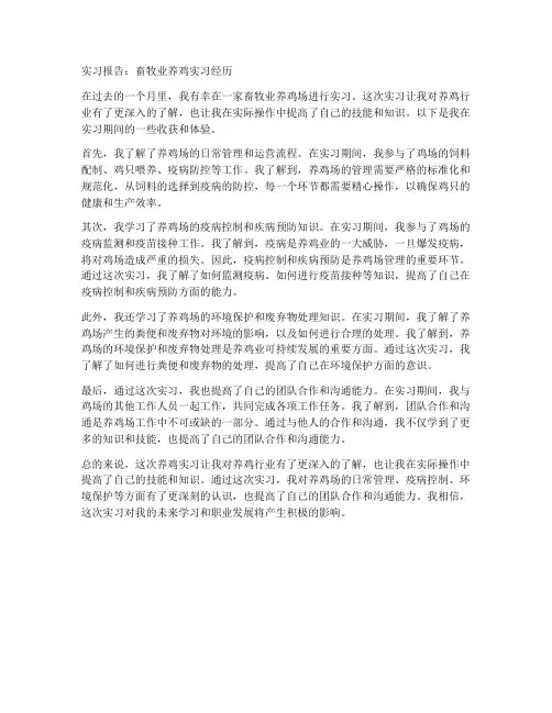 畜牧业养鸡实习报告