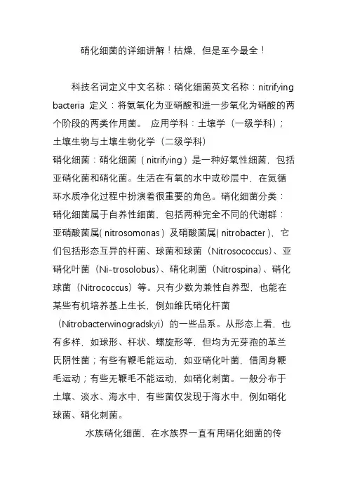 硝化细菌的详细讲解枯燥但是至今最全