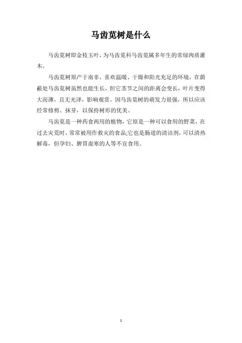 马齿苋树是什么