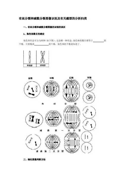 生物-有丝分裂和减数分裂图解-区别