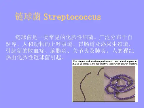链球菌教学课件