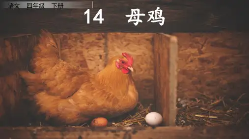 部编版语文四年级下册14母鸡课件(共18张PPT)