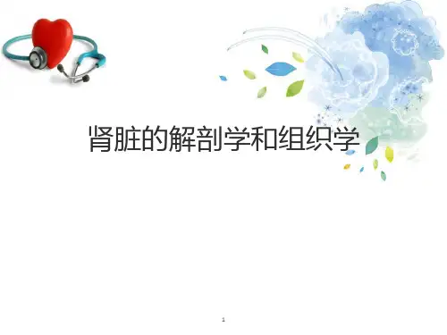 肾脏的解剖学和组织学PPT学习课件