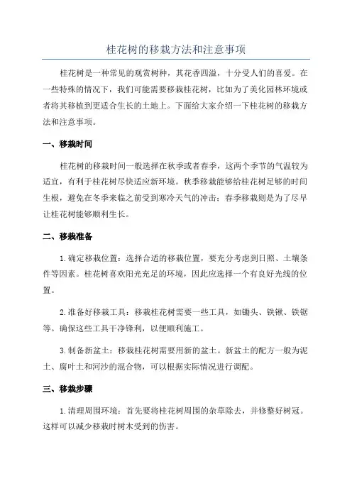 桂花树的移栽方法和注意事项