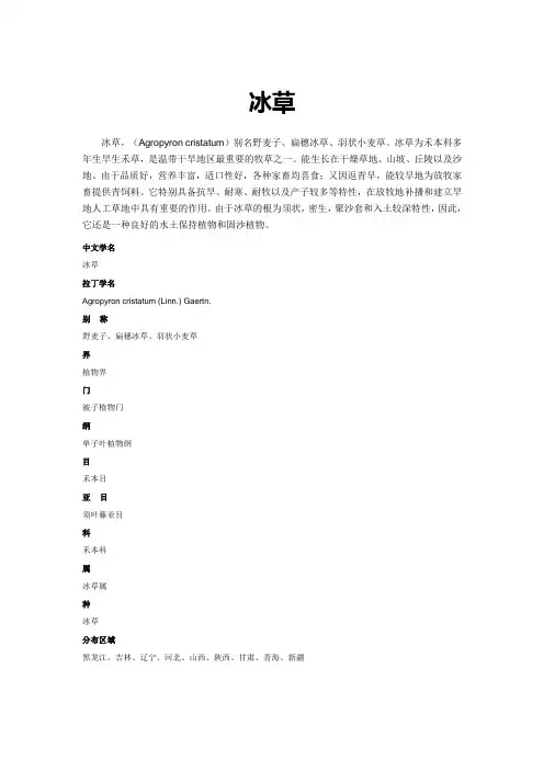 冰草