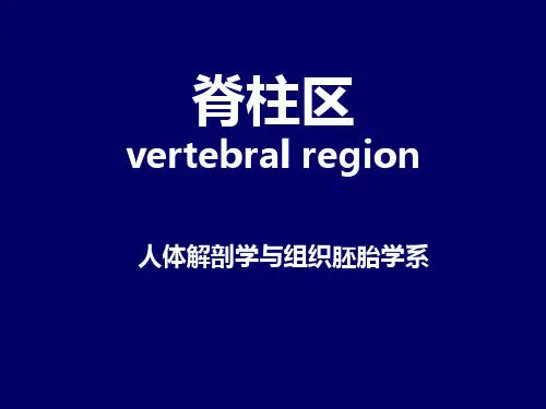 局部解剖学课件：脊柱区