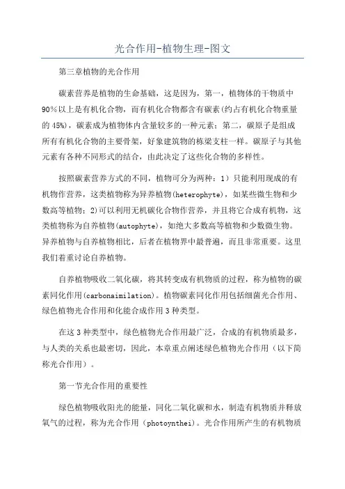 光合作用-植物生理-图文