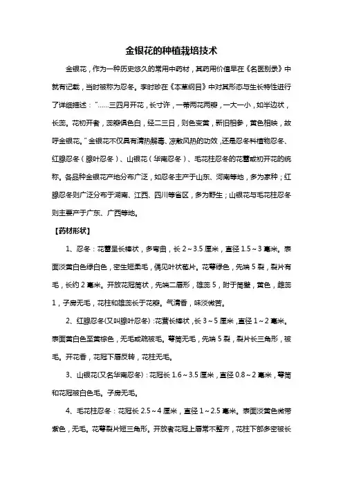 金银花的种植栽培技术