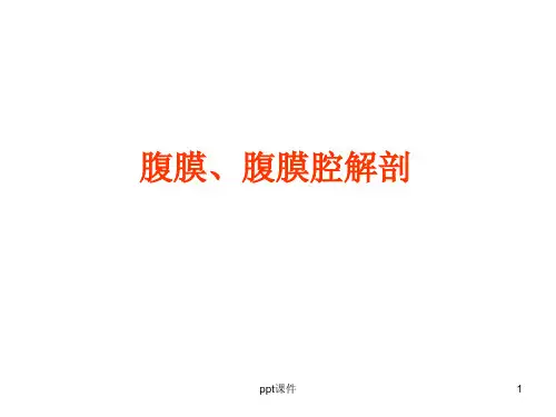 《人体解剖学》腹膜、腹膜腔解剖   ppt课件