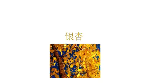 银杏树介绍