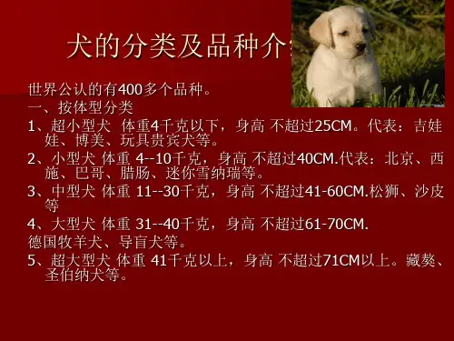 宠物犬的分类和品种介绍 Microsoft PowerPoint 演示文稿