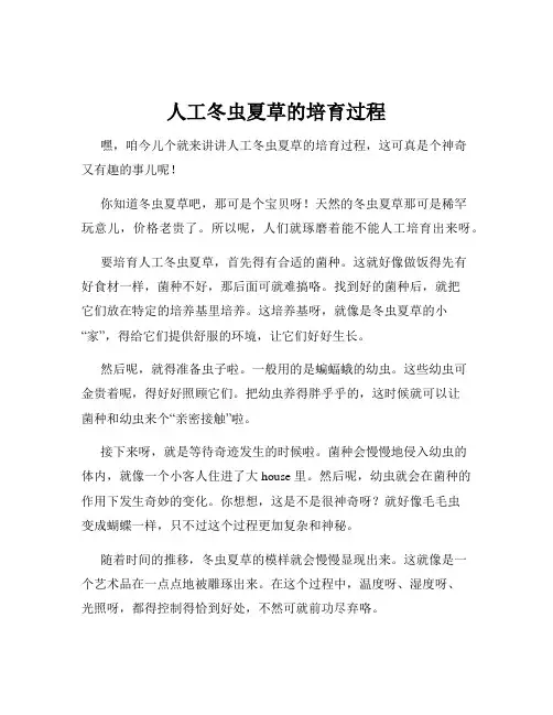 人工冬虫夏草的培育过程