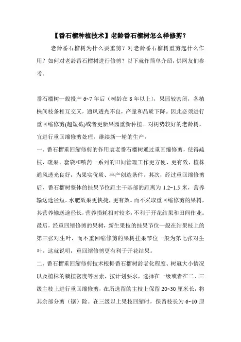 【番石榴种植技术】老龄番石榴树怎么样修剪？