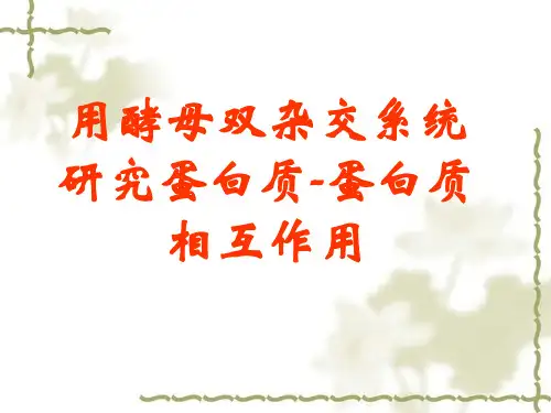 用酵母双杂交系统研究蛋白质-蛋白质相互作用