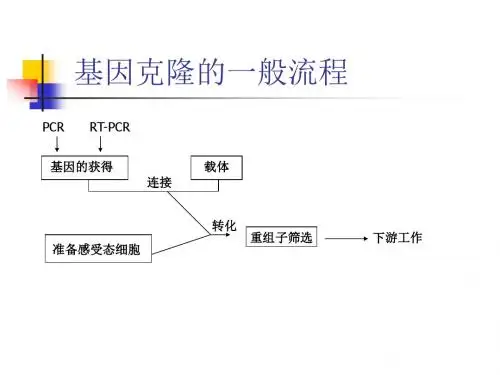【2019-2020年整理】基因克隆的一般流程