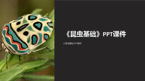 《昆虫基础》课件