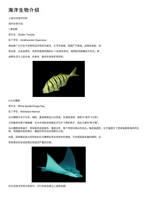 海洋生物介绍