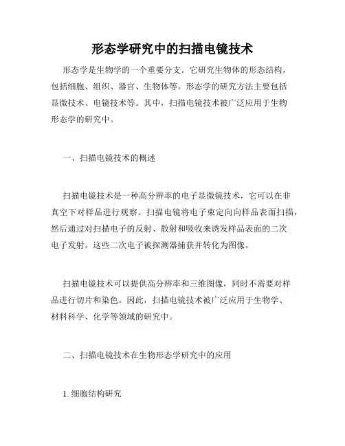 形态学研究中的扫描电镜技术
